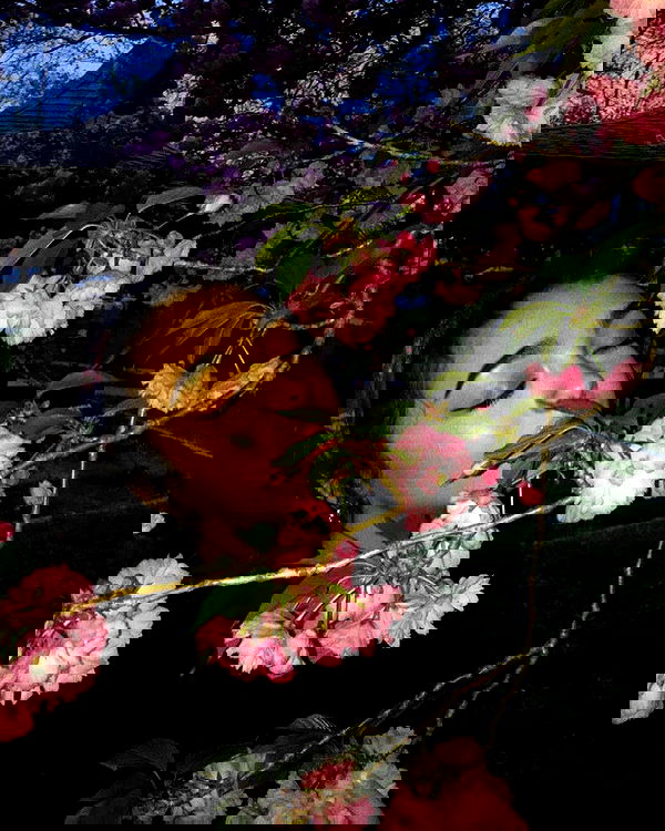 v.qx v.qx archive image