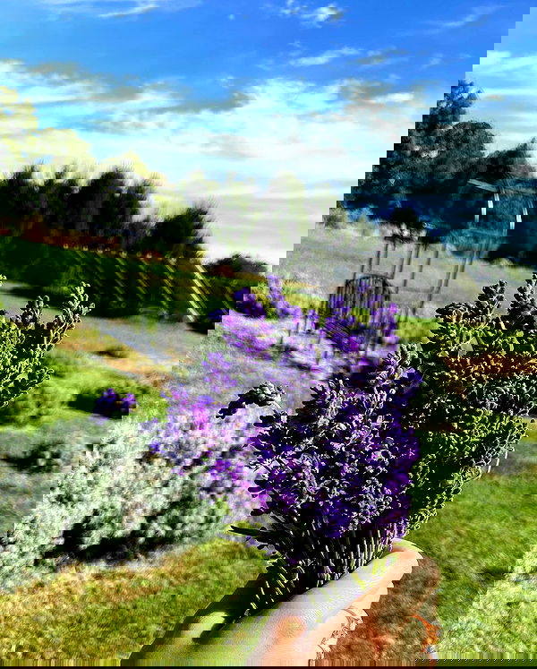 v.qx v.qx archive image