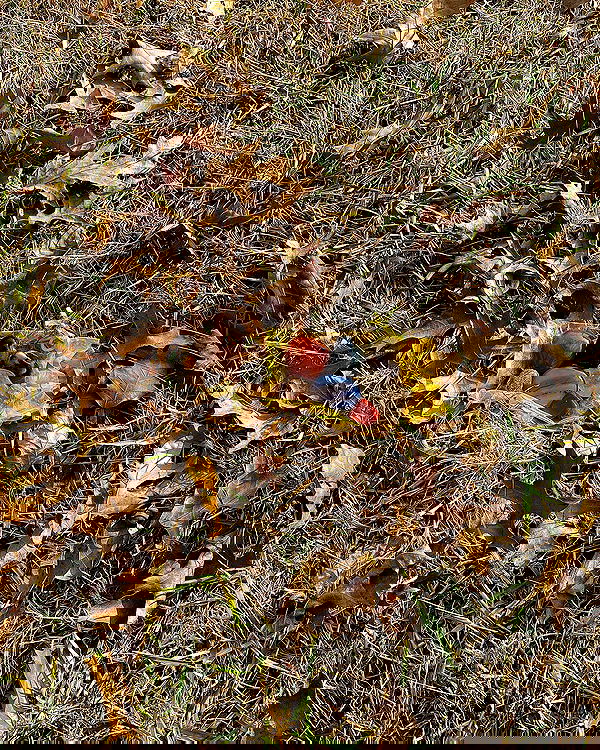 v.qx v.qx archive image