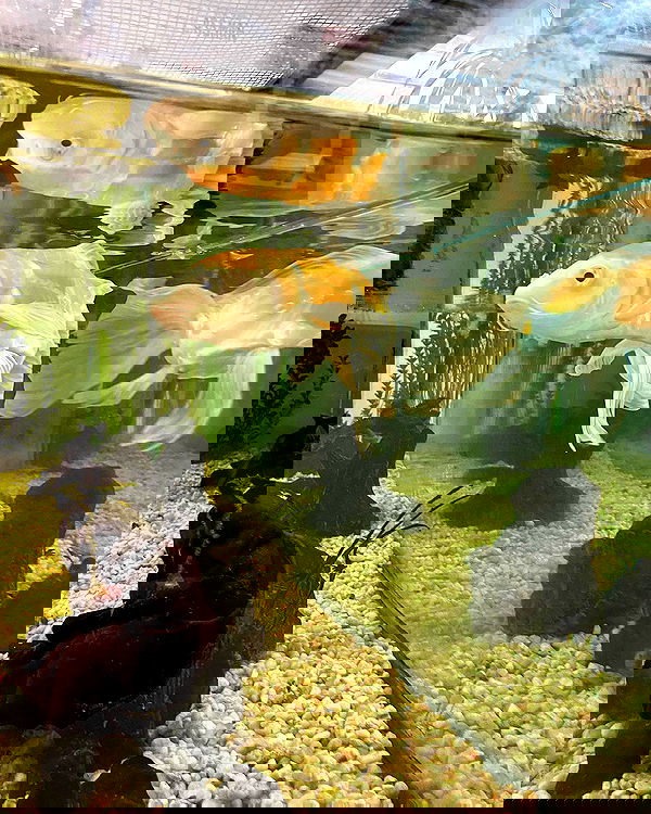 v.qx v.qx archive image