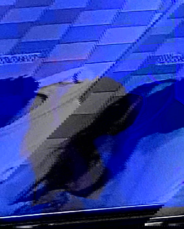 v.qx v.qx archive image