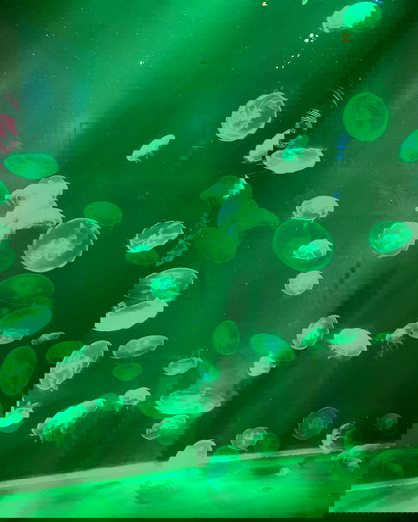 v.qx v.qx archive image