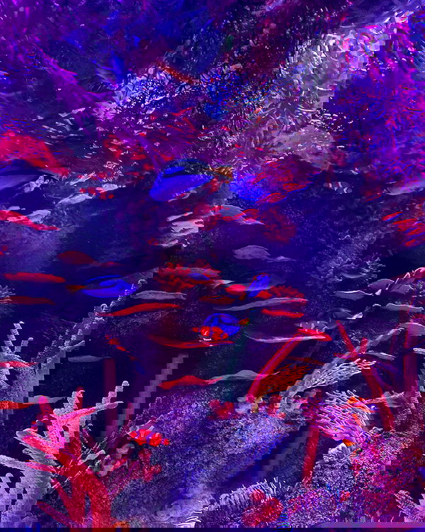 v.qx v.qx archive image