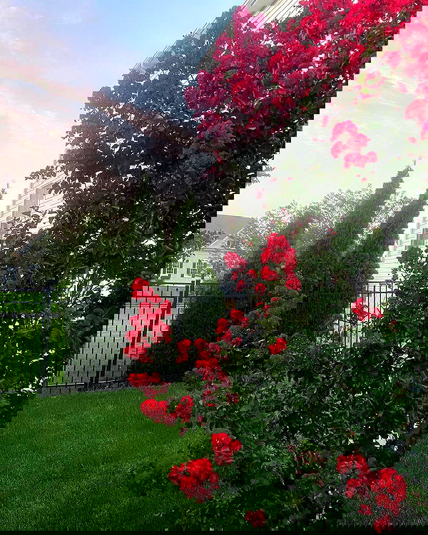 v.qx v.qx archive image