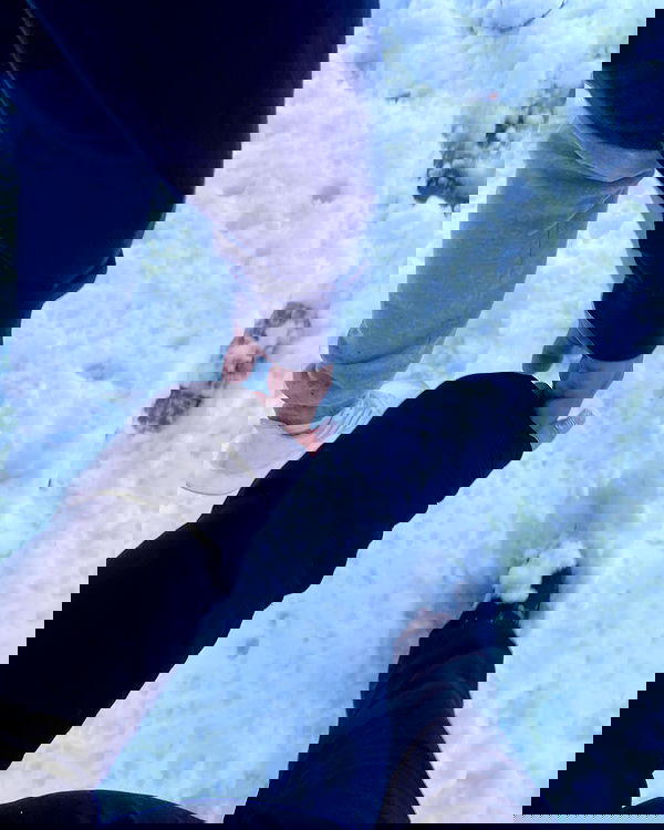 v.qx v.qx archive image