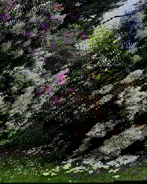 v.qx v.qx archive image