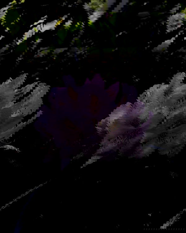 v.qx v.qx archive image