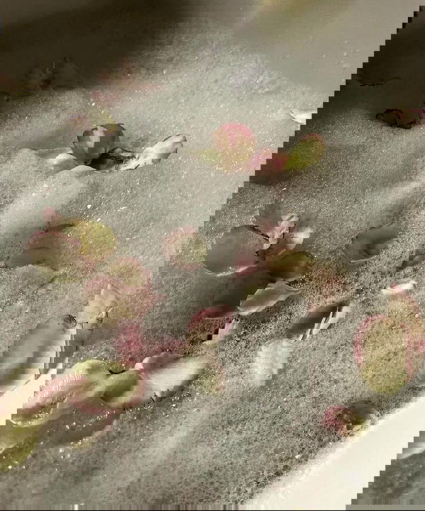 v.qx v.qx archive image