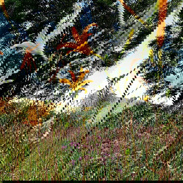 v.qx v.qx archive image