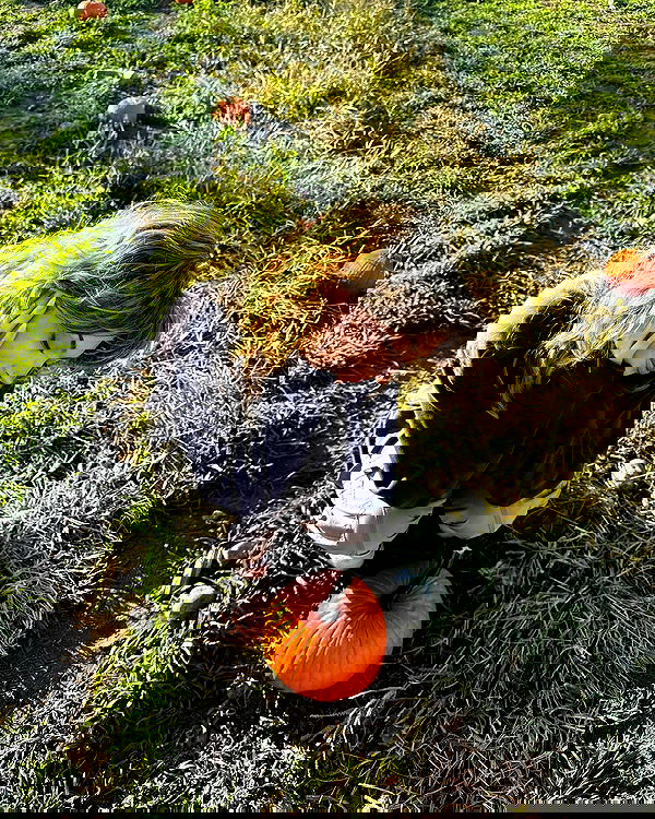 v.qx v.qx archive image