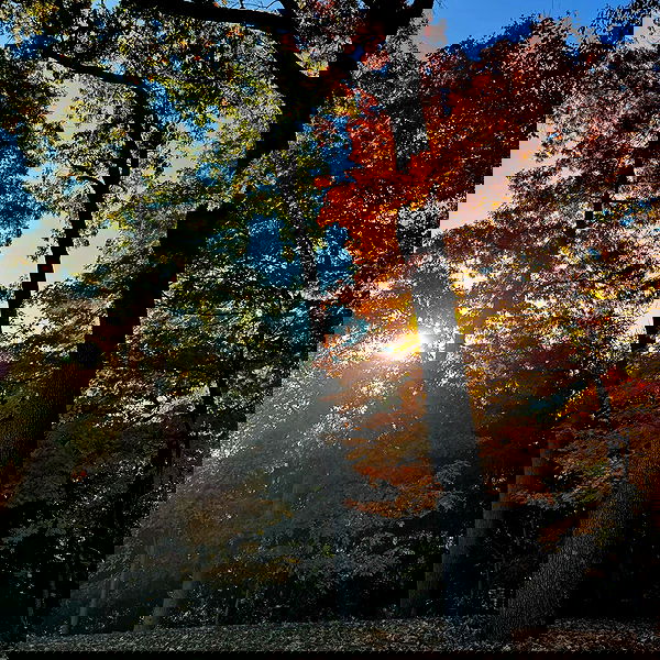 v.qx v.qx archive image