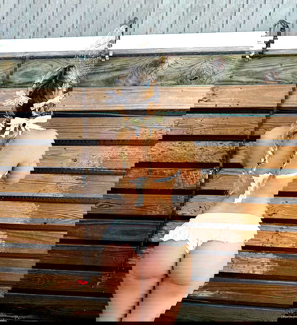 v.qx v.qx archive image