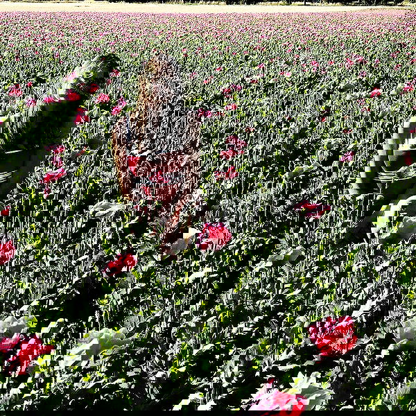 valeryy.t1 image ~ Altpins