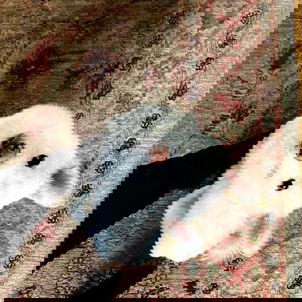 valkyrae valkyrae archive image