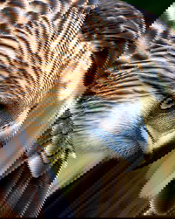 valkyrae valkyrae archive image