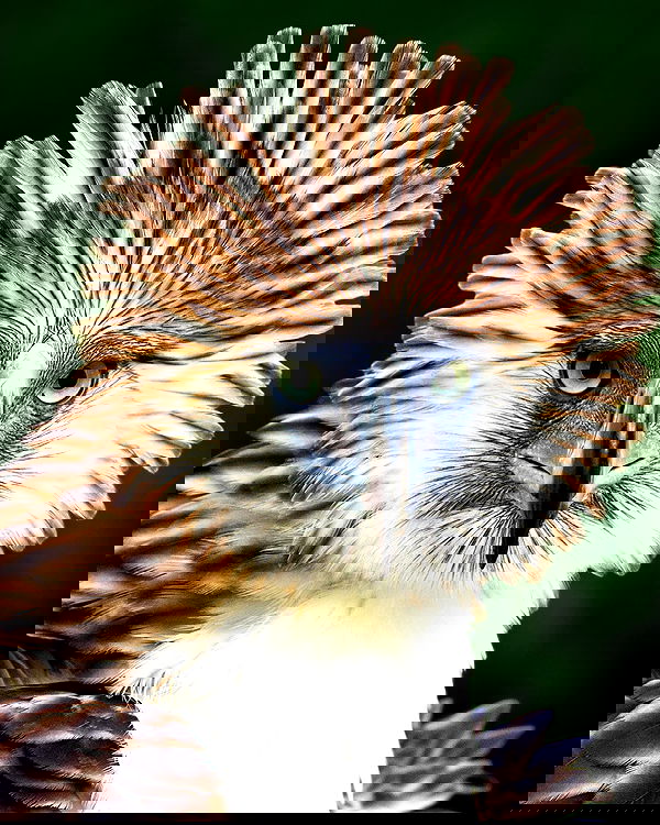 valkyrae valkyrae archive image