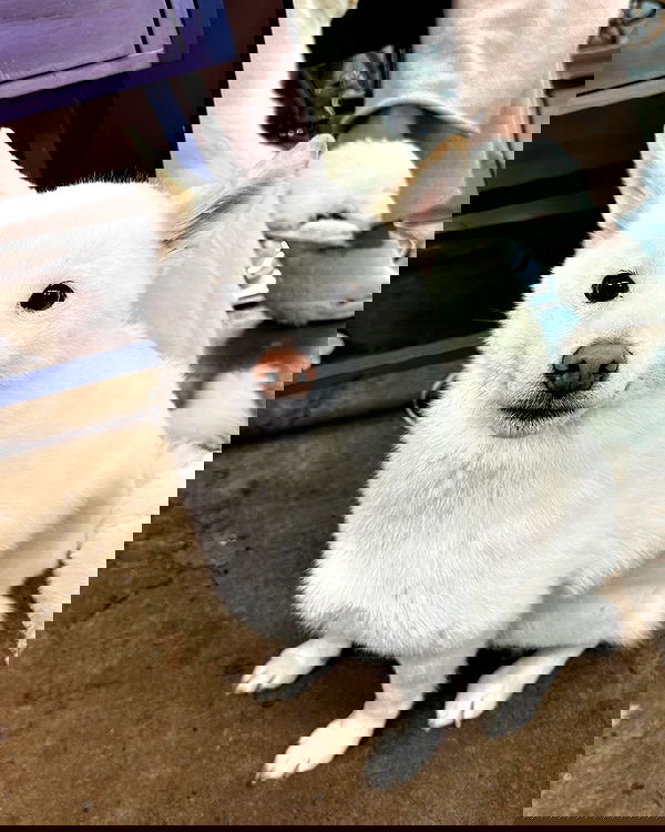 valkyrae valkyrae archive image