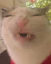 vampirec0wgirl Altpins Profile Picture