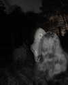 vampirxxke Altpins Profile Picture