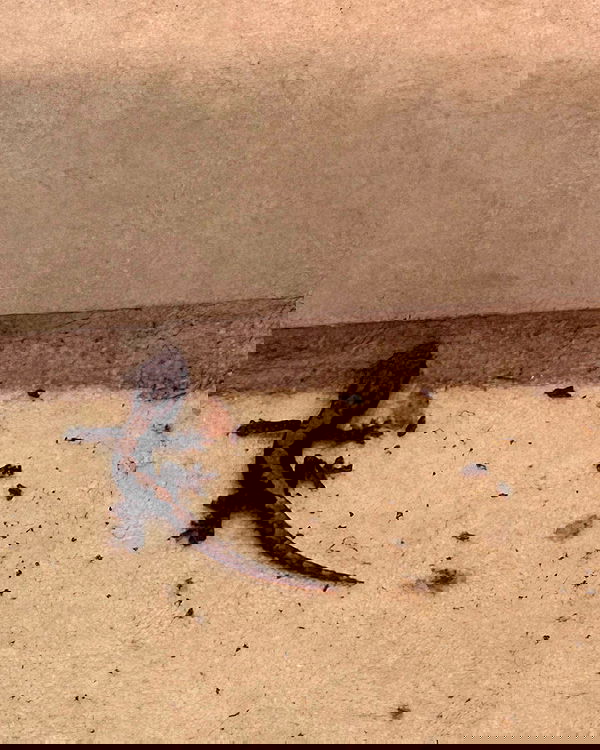 vamppyrbaby vamppyrbaby archive image