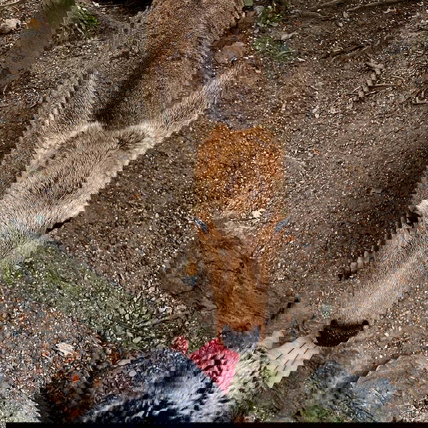 vanessa.julienne image ~ Altpins