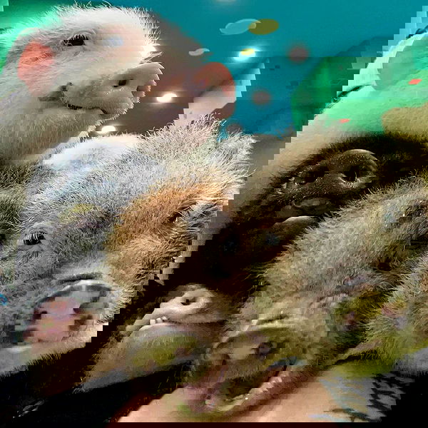 vanessa.julienne image ~ Altpins