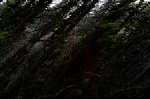 vanessa.julienne image ~ Altpins