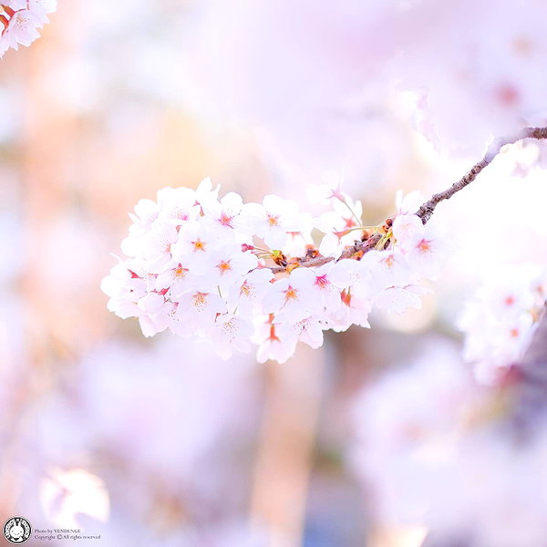 vendengephoto instagram image archive image
