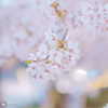 vendengephoto Altpins Profile Picture
