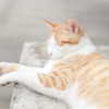 vendengephoto Altpins Profile Picture