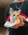 veronika_grish Altpins Profile Picture