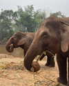 veronika_grish Altpins Profile Picture