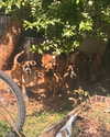 veronika_grish Altpins Profile Picture