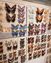 veronika_grish Altpins Profile Picture