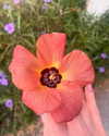 veronika_grish Altpins Profile Picture