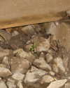 veronika_grish Altpins Profile Picture