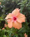 veronika_grish Altpins Profile Picture