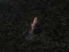 veronika_grish Altpins Profile Picture