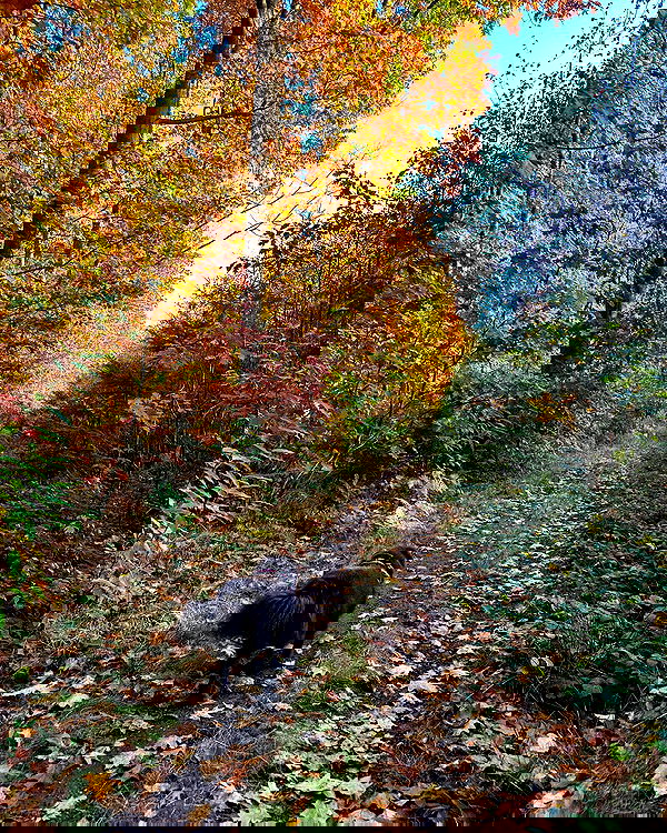 victoriaturnerr image ~ Altpins