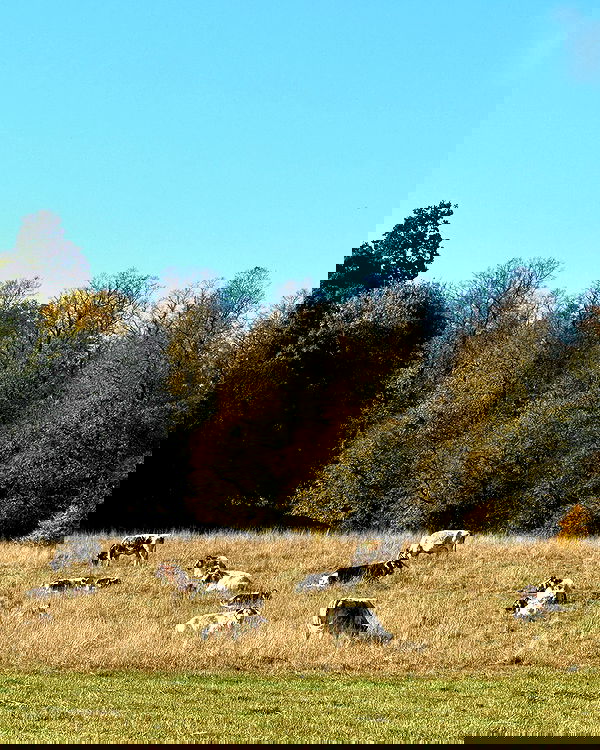 victoriaturnerr image ~ Altpins