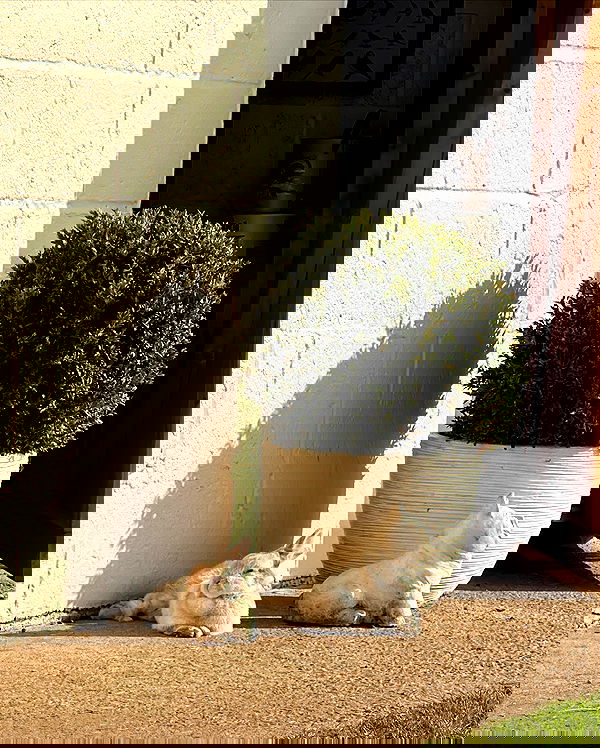 victoriaturnerr image ~ Altpins