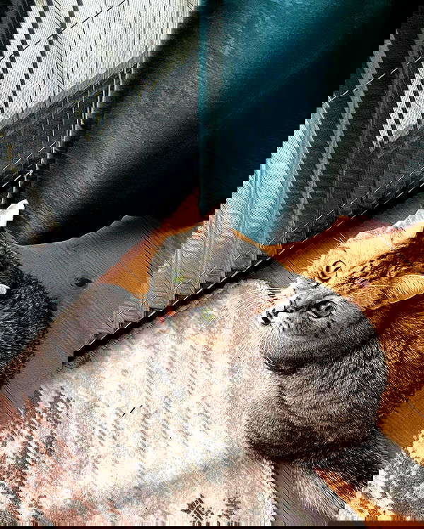 vive.la.lucy vive.la.lucy archive image