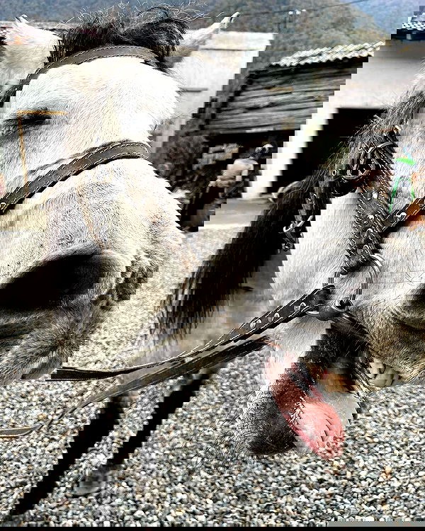 vive.la.lucy vive.la.lucy archive image