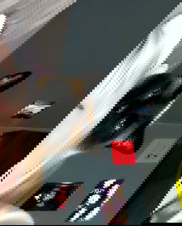 vwnrottie vwnrottie archive image