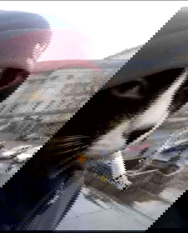 vwnrottie vwnrottie archive image