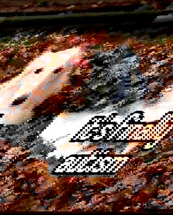 vwnrottie vwnrottie archive image