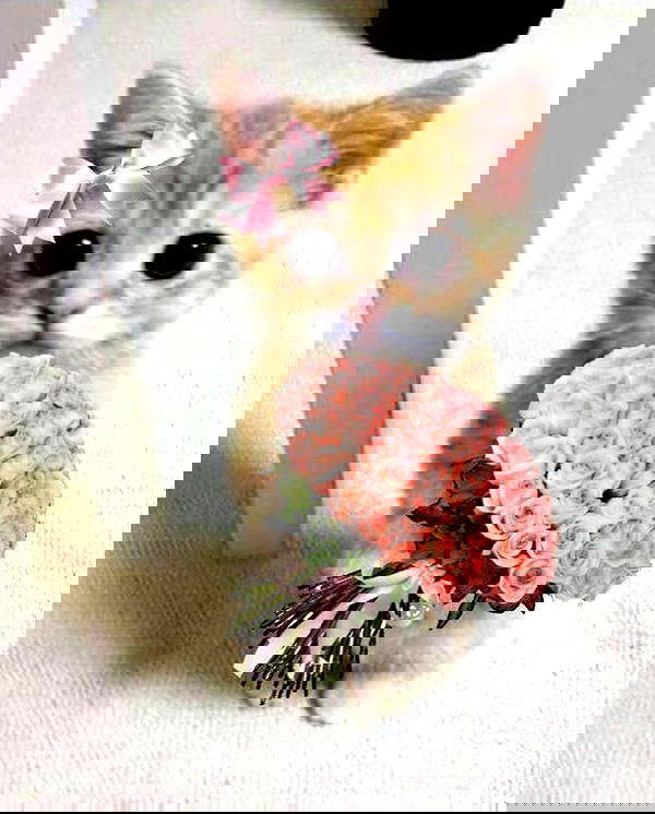 vwnrottie vwnrottie archive image