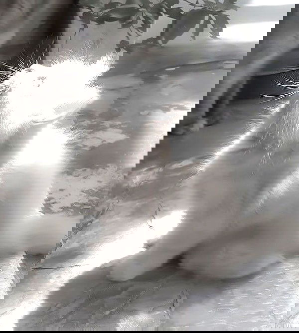 vwnrottie vwnrottie archive image