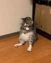 wdmp00_ Altpins Profile Picture