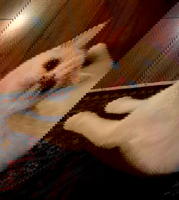 wesidera wesidera archive image